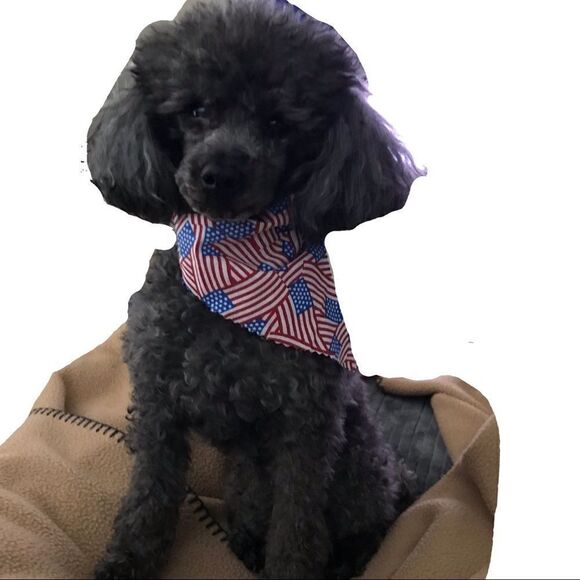 Dog Scarf Patriotic Set Red White Blue Small - Picture 13 of 13